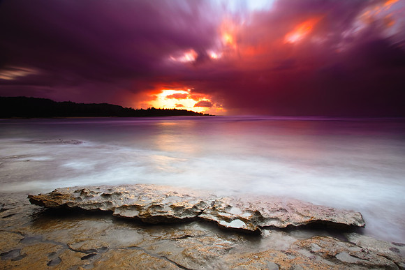 Island Violet
