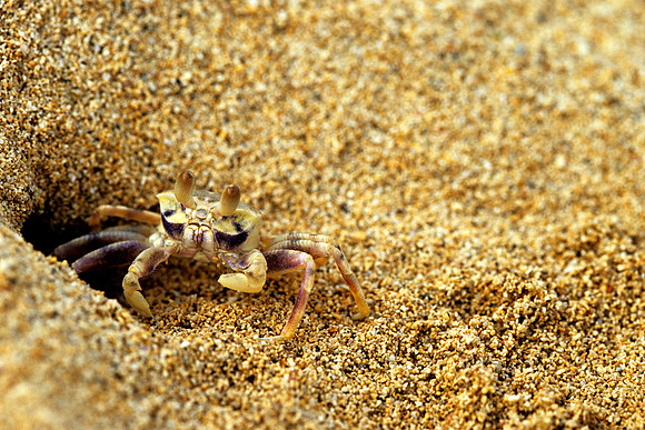 Crabby