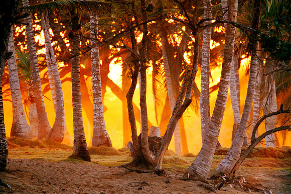 Palm Glow