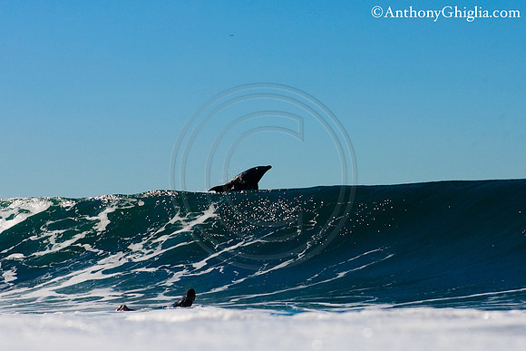 GhigliaA_110127_cali0192