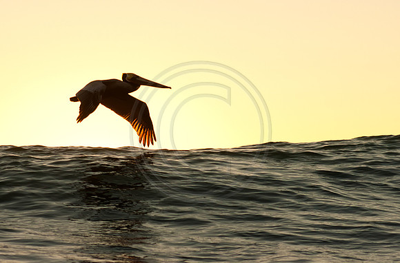 GhigliaA_120126_cali0785
