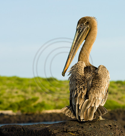 GhigliaA_0702_galapagos0191