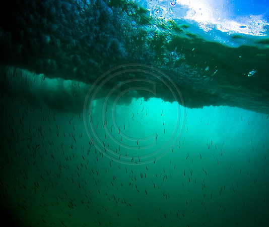 GhigliaA_090908_SC0883.jpg