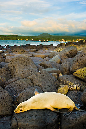 GhigliaA_0702_galapagos1202