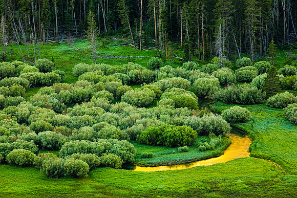 Gold River