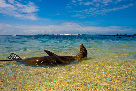 GhigliaA_0702_galapagos0930