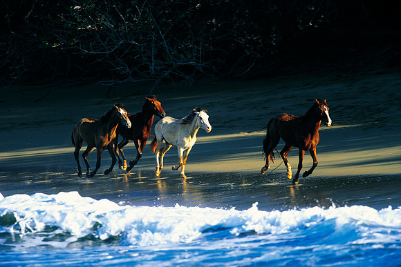 Dominican Caballos