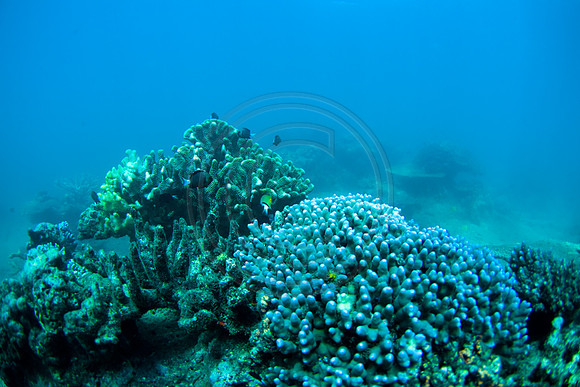 GhigliaA_090215_fiji0139.jpg