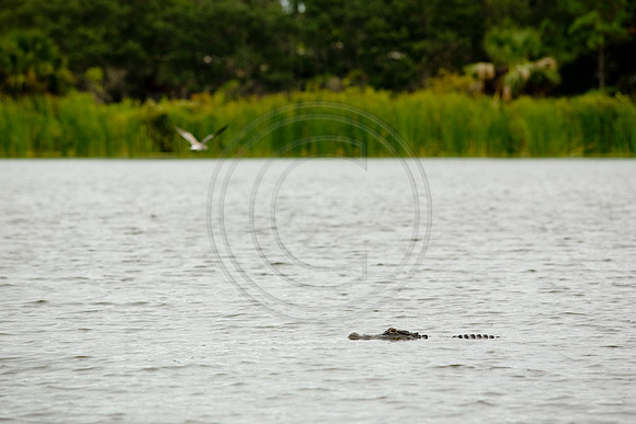 GhigliaA_080831_florida0397.jpg