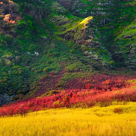 Kaena Mountainside