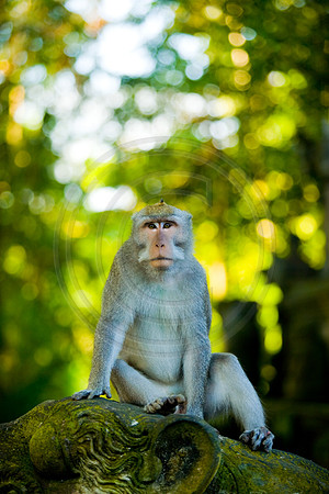 GhigliaA_080522_bali3689.jpg