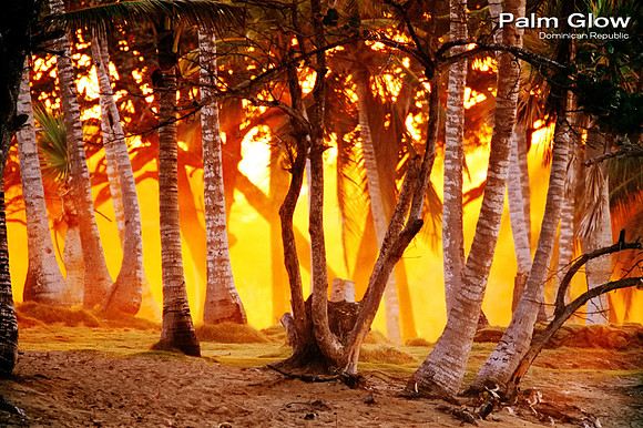palmglowhome