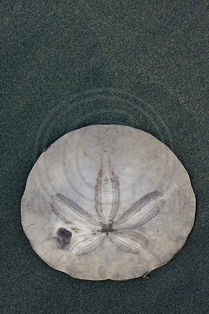 GhigliaA_081208_BC0615.jpg