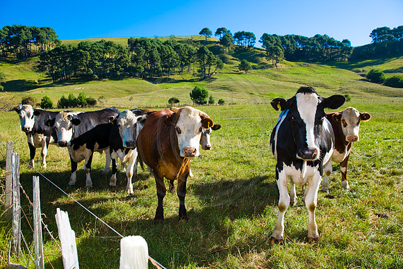GhigliaA_080126_nz0024.jpg